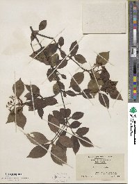 Viburnum cassinoides image