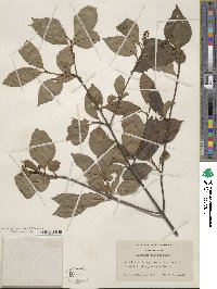 Viburnum cassinoides image