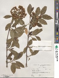 Viburnum cassinoides image