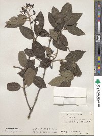 Viburnum cassinoides image