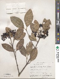 Viburnum cassinoides image