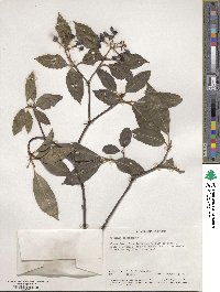 Viburnum cassinoides image