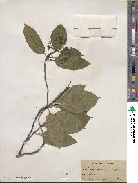 Viburnum cassinoides image