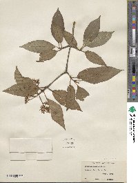 Viburnum cassinoides image