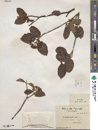 Viburnum cassinoides image