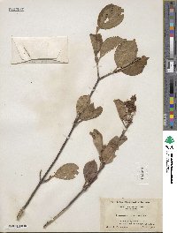 Viburnum cassinoides image