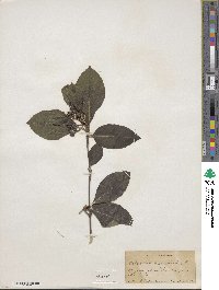 Viburnum cassinoides image