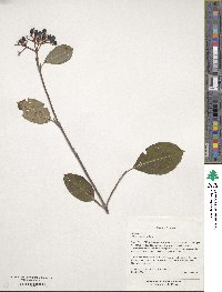 Viburnum cassinoides image