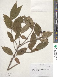 Viburnum cassinoides image