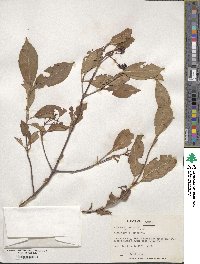 Viburnum cassinoides image