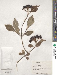 Viburnum cassinoides image