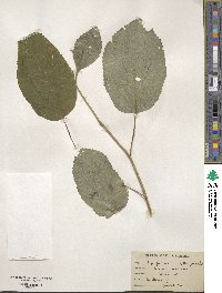 Viburnum cassinoides image