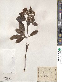 Viburnum cassinoides image