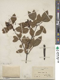 Viburnum cassinoides image