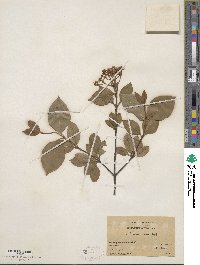 Viburnum cassinoides image