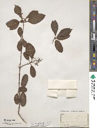 Viburnum cassinoides image