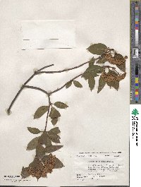 Viburnum cassinoides image