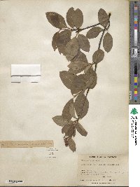 Viburnum cassinoides image