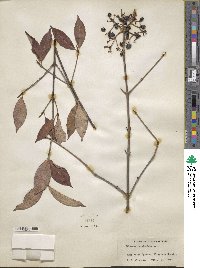 Viburnum cassinoides image