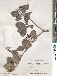 Viburnum cassinoides image