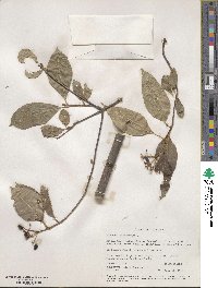 Viburnum cassinoides image