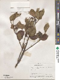 Viburnum cassinoides image