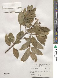 Viburnum cassinoides image