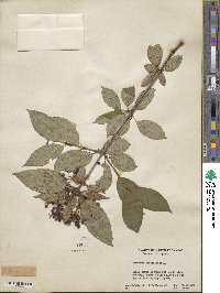 Viburnum cassinoides image