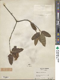 Viburnum cassinoides image