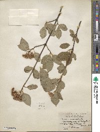 Viburnum cassinoides image