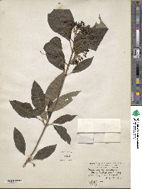 Viburnum cassinoides image