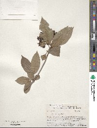 Viburnum cassinoides image