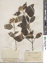 Viburnum cassinoides image