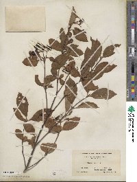 Viburnum cassinoides image