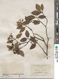 Viburnum cassinoides image