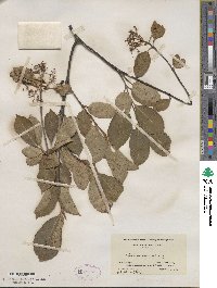 Viburnum cassinoides image