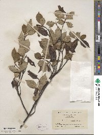 Viburnum cassinoides image