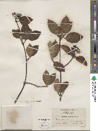 Viburnum cassinoides image