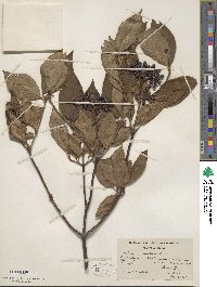 Viburnum cassinoides image