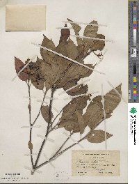 Viburnum cassinoides image