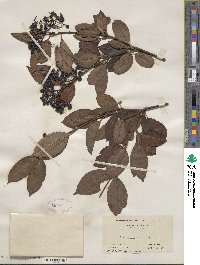 Viburnum cassinoides image