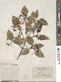 Viburnum cassinoides image