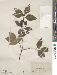 Viburnum cassinoides image