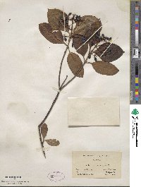 Viburnum cassinoides image