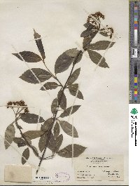 Viburnum cassinoides image