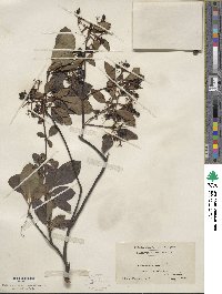 Viburnum cassinoides image