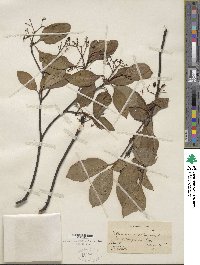 Viburnum cassinoides image