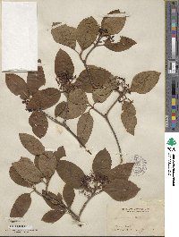 Viburnum cassinoides image