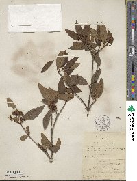 Viburnum cassinoides image