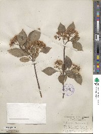 Viburnum cassinoides image